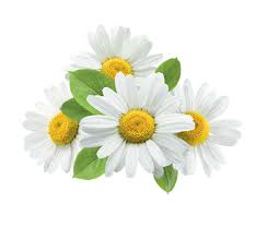 Chamomile Extract